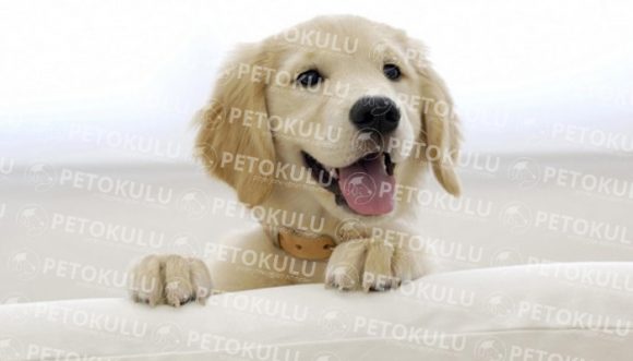 Yavru Köpeklerde Tuvalet Eğitimi [ ️ Video] Pet Okulu