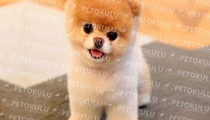 Pomeranian Boo Tüy Yapısı