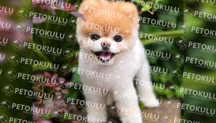 Pomeranian Boo Yaşam Ortamı