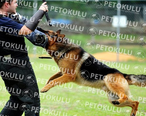 How to Apply Protection Dog Training?