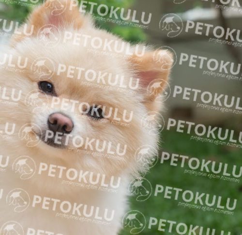 Expected Post! Pomeranian Boo Training and Features