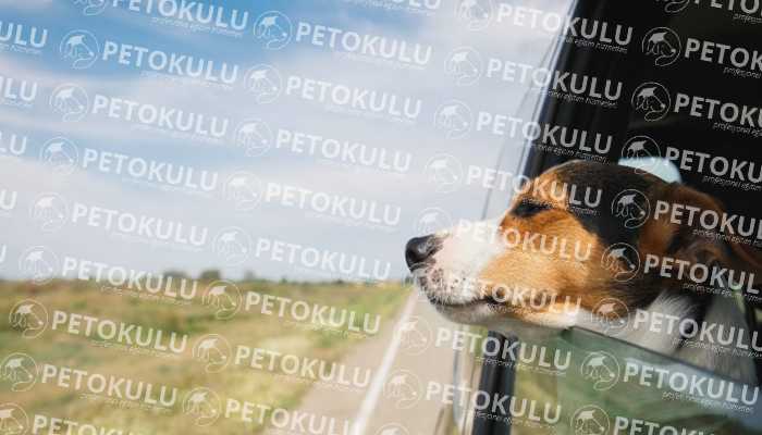 İstanbul Köpek Eğitimi