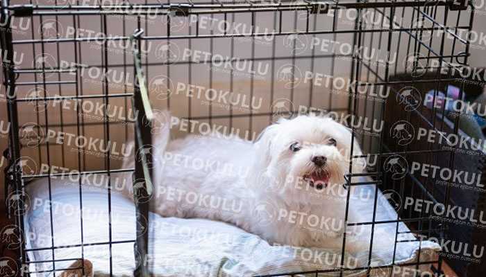 How to Give a Dog Cage (Box) Training?