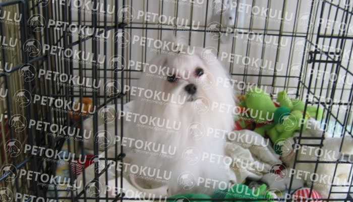 Rules for Dog Cage (Box) Training