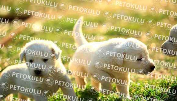 Köpeğim evde yalnız kalamıyor ne yapmam gerek? Pet Okulu