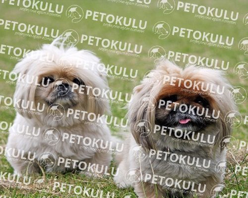 The Most Popular Ornamental Dog; Pekingese Training and Features