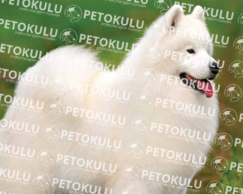 Der Hund, der sich mit Schönheit bewundert; Samoyed Training und Features