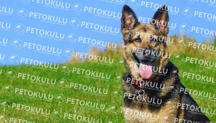 IPO – Schutzhund Testi KORUMA (Bölüm C)