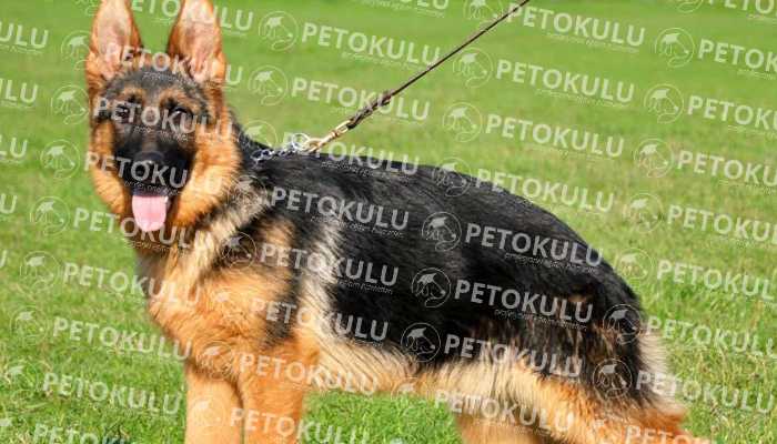 IPO – Schutzhund Testi İTAAT(Bölüm B)