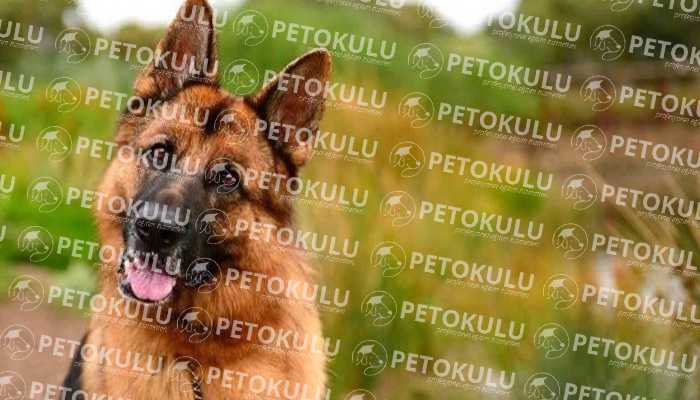IPO – Schutzhund Testi; İZ-Sürme(Bölüm A)
