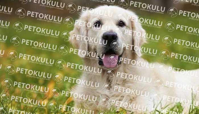 Köpek Eğitim Çitinin Kullanımı ve Avantajları Pet Okulu