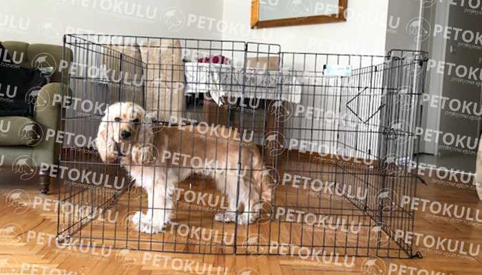 Köpek Eğitim Çitinin Kullanımı ve Avantajları Pet Okulu