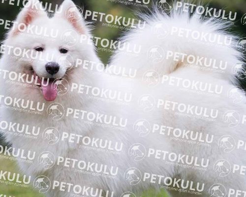 Samoyed Kopek Cinsi Egitimi Ve Ozellikleri Pet Okulu