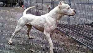 Dogo Argentino Advanced Obedience Training