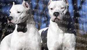 Can Dogo Argentino Live in an Apartment