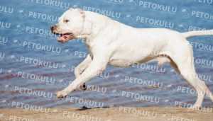 Dogo Argentino Training