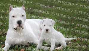 Dogo Argentino Fiziksel Özellikleri