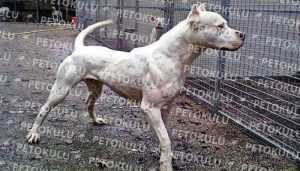 Dogo Argentino İleri İtaat Eğitimi