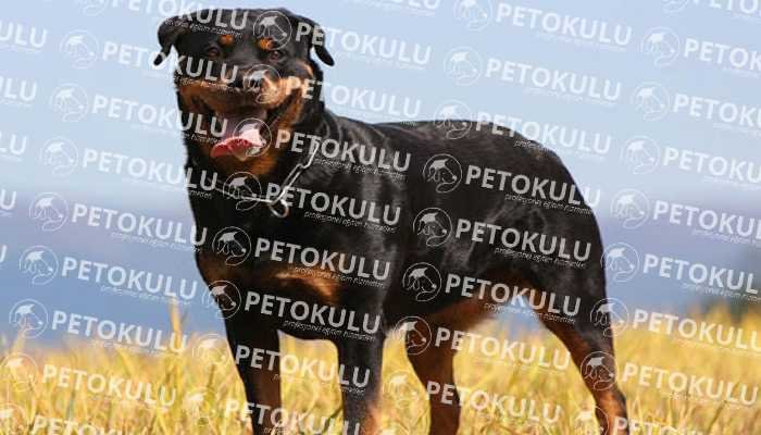 En Meşhur Köpek Irklarından Rottweiler; Eğitimi ve Özellikleri