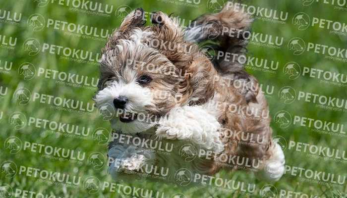 Havanese Bakımı