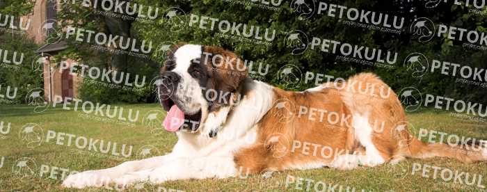Physikalische Eigenschaften der Saint Bernard Dog Breed