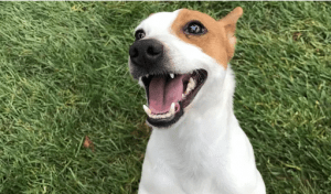 Jack Russell Terrier