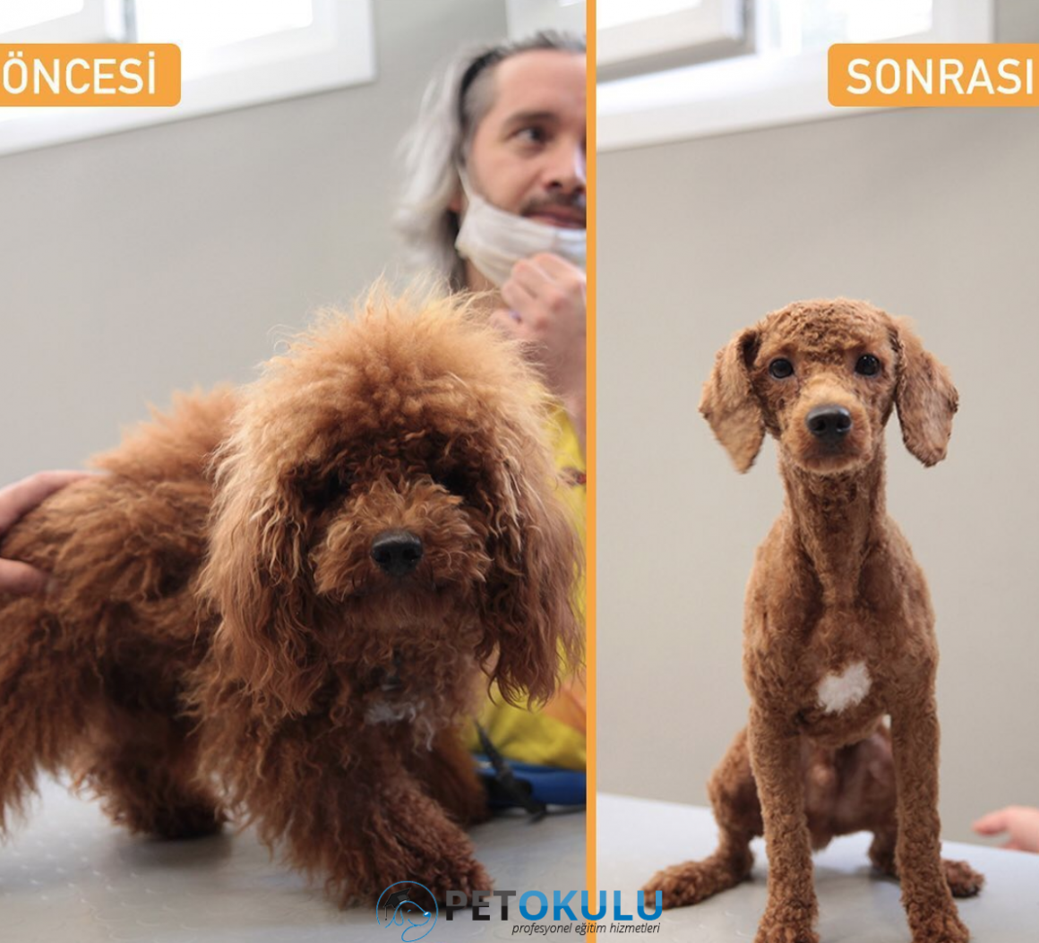 İstanbul Köpek Kuaförü Ve Pet Traşı Hizmeti Pet Okulu
