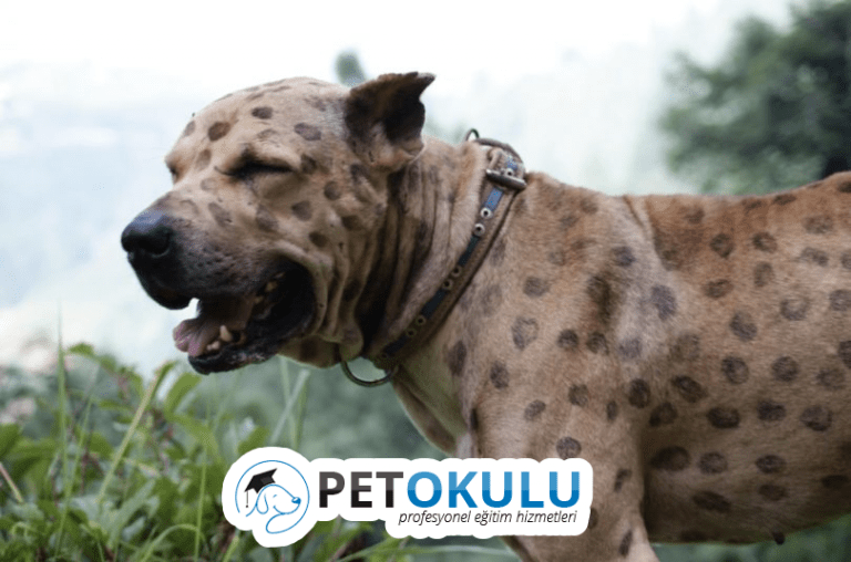 köpeklerin kilitlenmesi