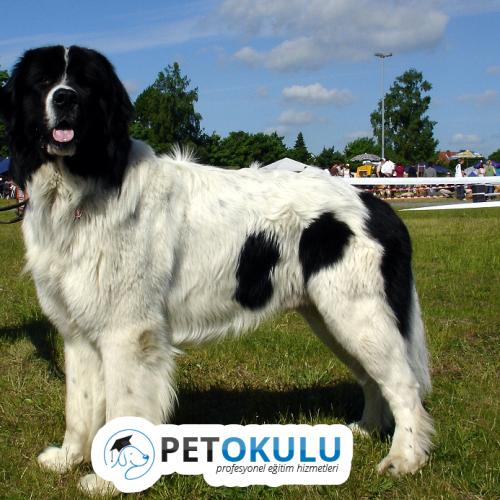 Landseer Dog Breed Training and Features