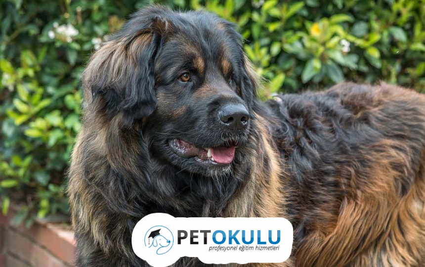 barak cinsi köpek