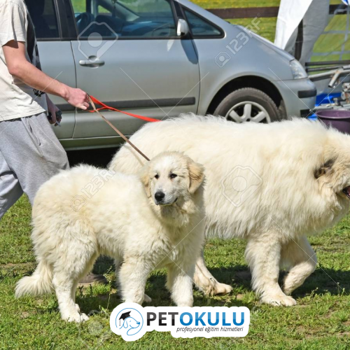 Kuvasz Training and General Features