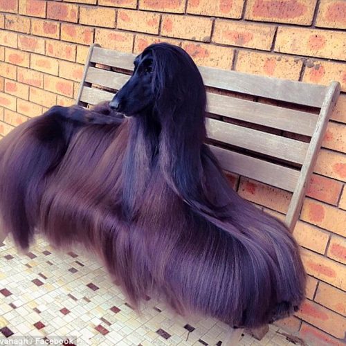 Afghan Hound Dog Species Features