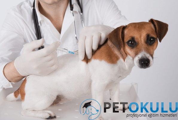 Köpek aşı takvimi