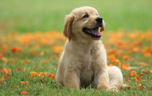 Top 11 Puppy Dog Foods That Promote Healthy Growth