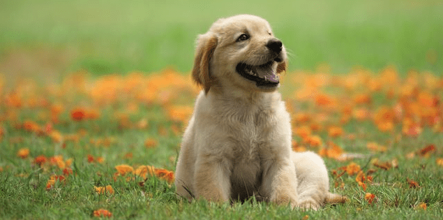 Sağlıklı Büyümeyi Destekleyen En İyi 11 Yavru Köpek Maması
