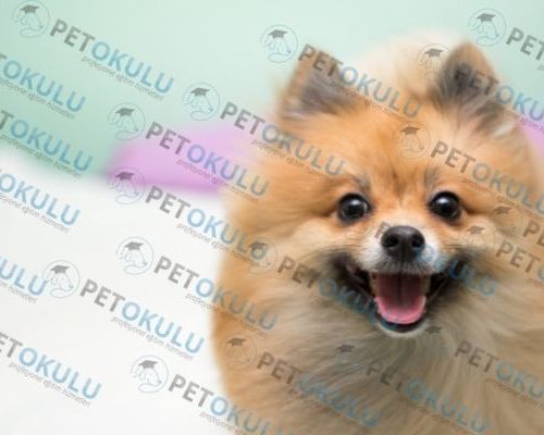 Pomeranian köpek fiyatı