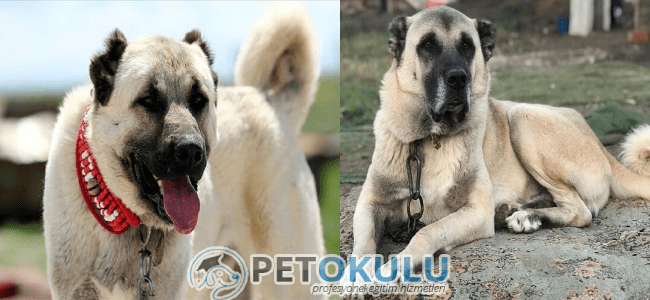 kangal sivas köpeği türk
