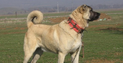 Anadolu Köpekleri
