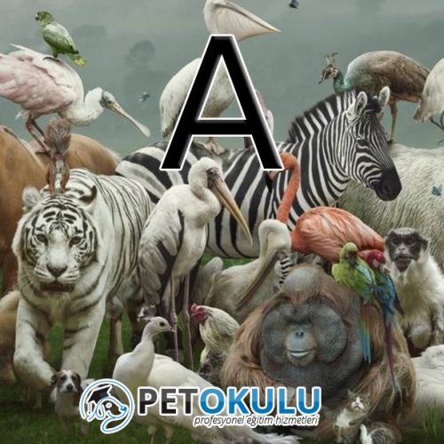 Animal Names Starting with the letter A