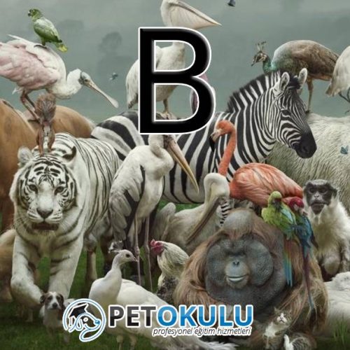 Animal Names Beginning with the Letter B