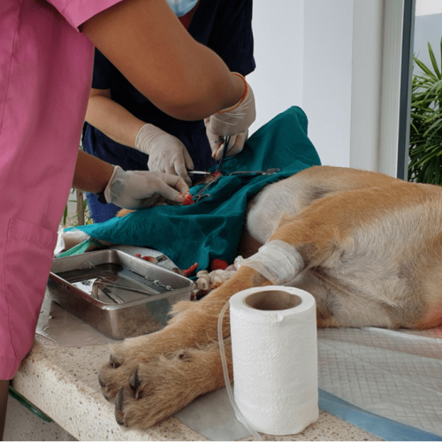 Sterilisation bei männlichen und weiblichen Hunden: Sie müssen diese wissen