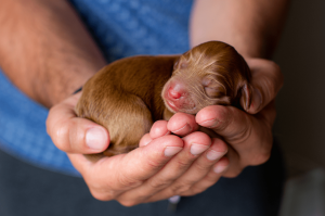 Yeni doğan yavru köpek