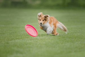 köpek Frisbee oyunu