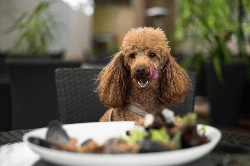 köpeklerin ev yemeği yemesi