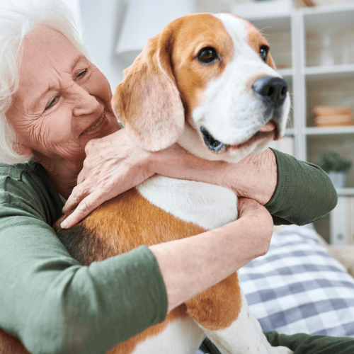 Yaşlı köpek sağlık sorunları