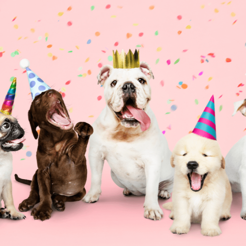 10 Möglichkeiten, den Geburtstag Ihres Hundes zu feiern