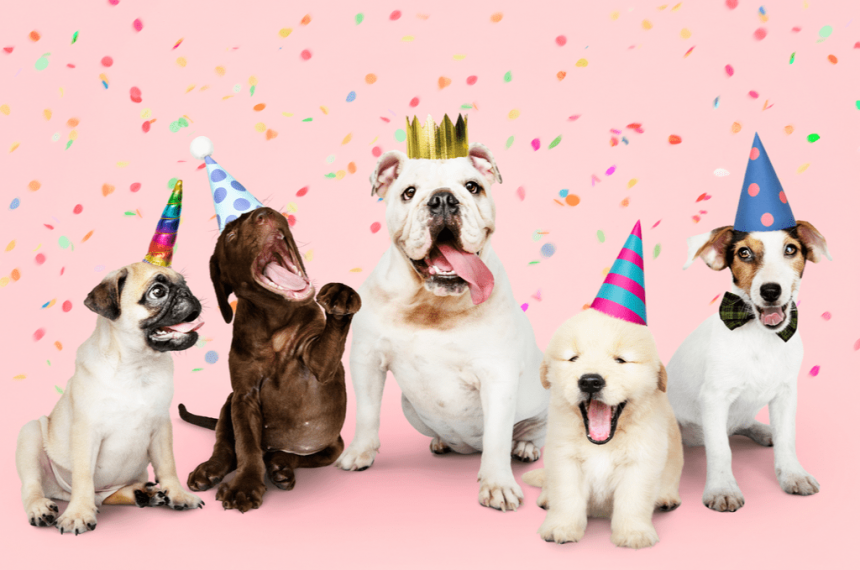 Köpeğinizin Doğum Gününü Kutlamanın 10 Yolu