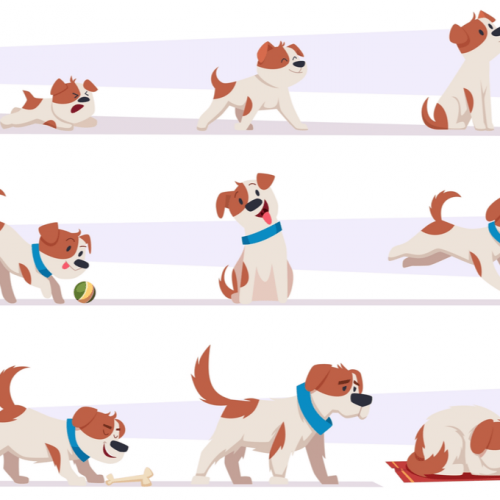 stages of development of dogs
