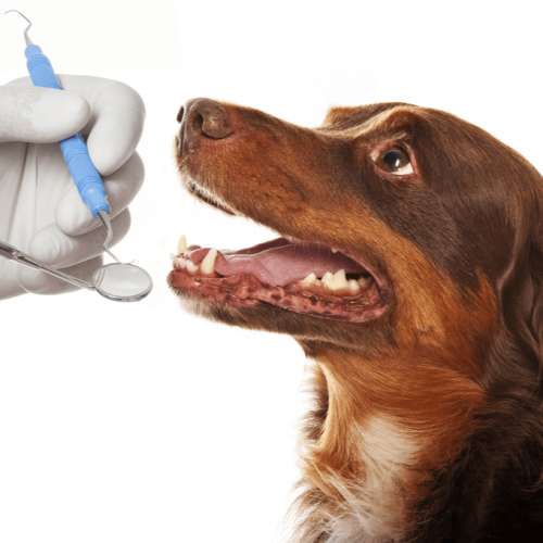 dog mouth and dental health