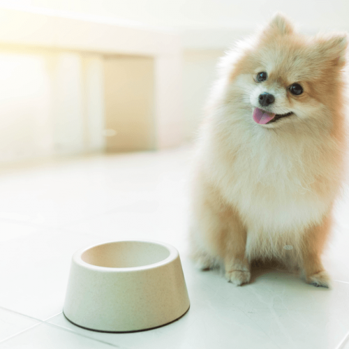 Best dog food and water container